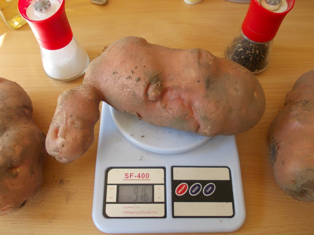 Monster potato