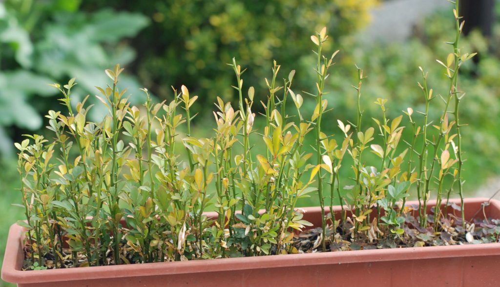 Semer ses graines pour préparer son potager ! - My Slow Life